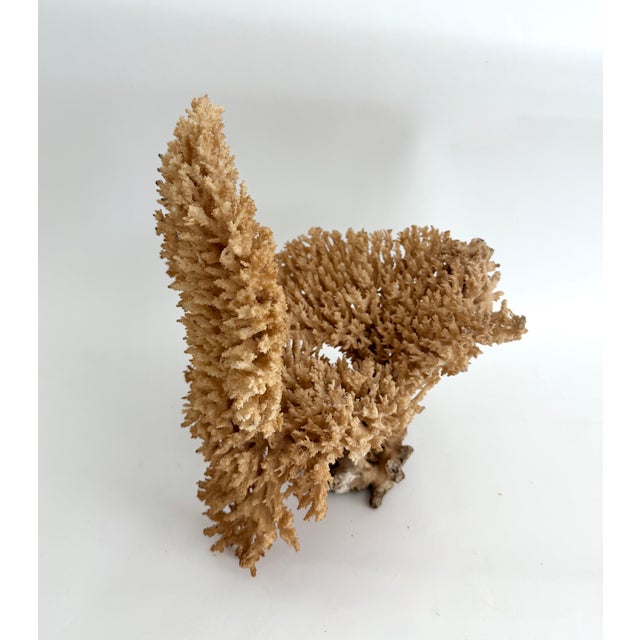 Chinoiserie Rare Table Coral Sculpture For Sale - Image 3 of 8