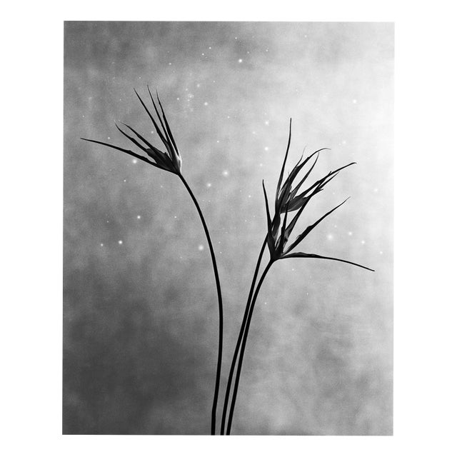 Ugne Pouwell, Cornuta, 2025, Photography, Edition 10 For Sale