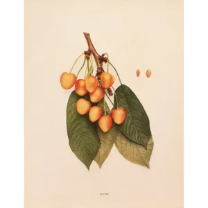 1900s U. P. Hedrick, Original Antique Photogravure of Elton Cherries