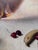 Ugo Celada Da Virgilio, Still Life with Bananas and Cherries, 1959, Oil For Sale - Image 9 of 10
