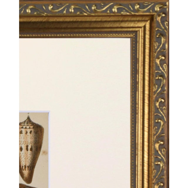 Mid 19th Century 19th Century Antique Sea Shell Engraving by Goldsmith For Sale - Image 5 of 5
