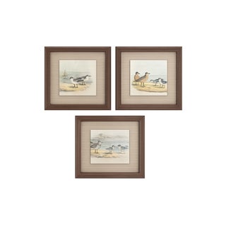 Antique Framed Shorebird Prints From the Birds of North America by Jacob H. Studer - Set of 3 For Sale