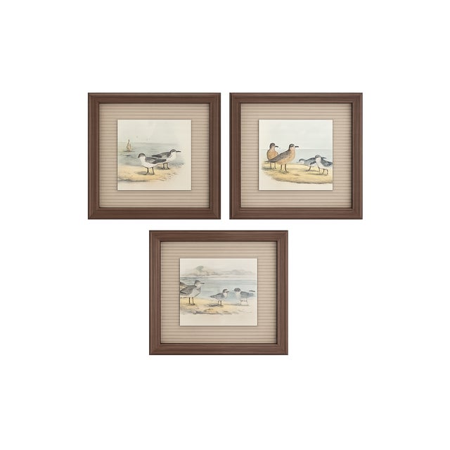 Antique Framed Shorebird Prints From the Birds of North America by Jacob H. Studer - Set of 3 For Sale