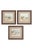 Antique Framed Shorebird Prints From the Birds of North America by Jacob H. Studer - Set of 3 For Sale