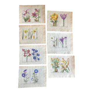 Authentic Charming Set of Seven 19th Century Hand Colored Botanical Flower Prints on Paper For Sale