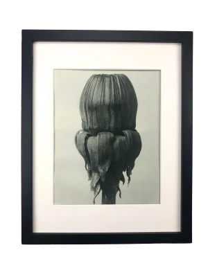 Framed Antique Photogravure Blossfeldt Botanical Print - No. 75