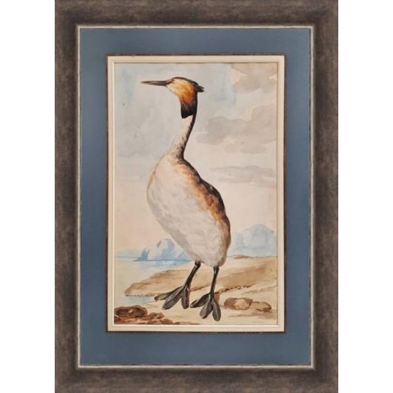 18th Century Watercolors of Birds by Abraham Van Meertens (1747-1823) - Set of 4 For Sale - Image 4 of 7