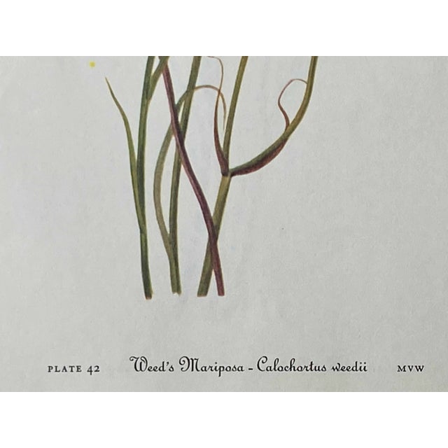 19th Century Yellow and Red Mariposa Botanical Double Sided Print Suitable for Framing For Sale - Image 5 of 7