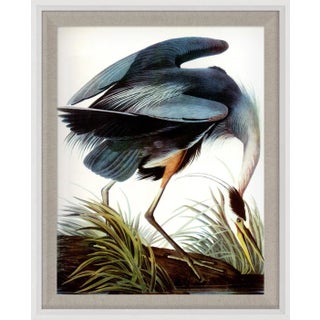 Audubon 7, Framed Artwork For Sale