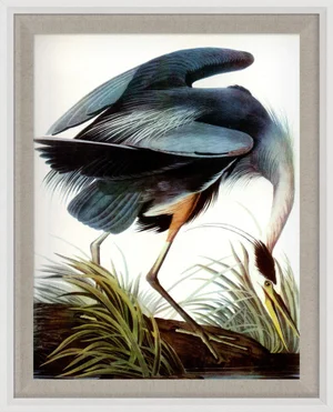 Audubon 7, Framed Artwork