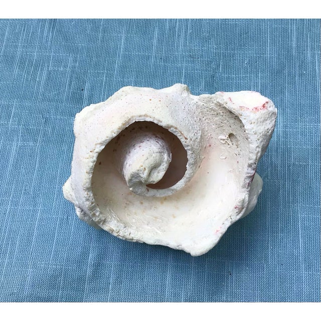 Pink Natural History Collectors Large Bahamian Sea Shell Specimens For Sale - Image 8 of 12