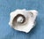 Pink Natural History Collectors Large Bahamian Sea Shell Specimens For Sale - Image 8 of 12