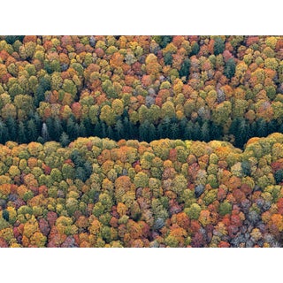 "Bavarian_Forest_016" Contemporary Limited Edition Fine Art Photograph by Bernhard Lang For Sale