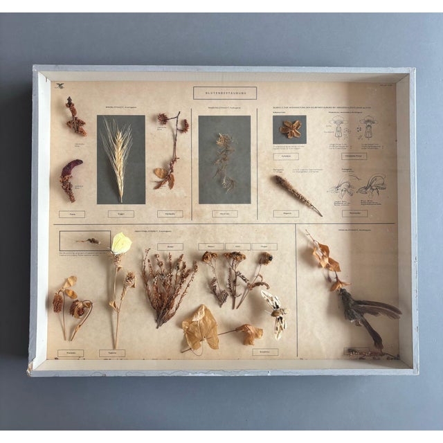 Beautiful old education display or herbarium which shows the different ways of pollination; flower, water, self, insect...