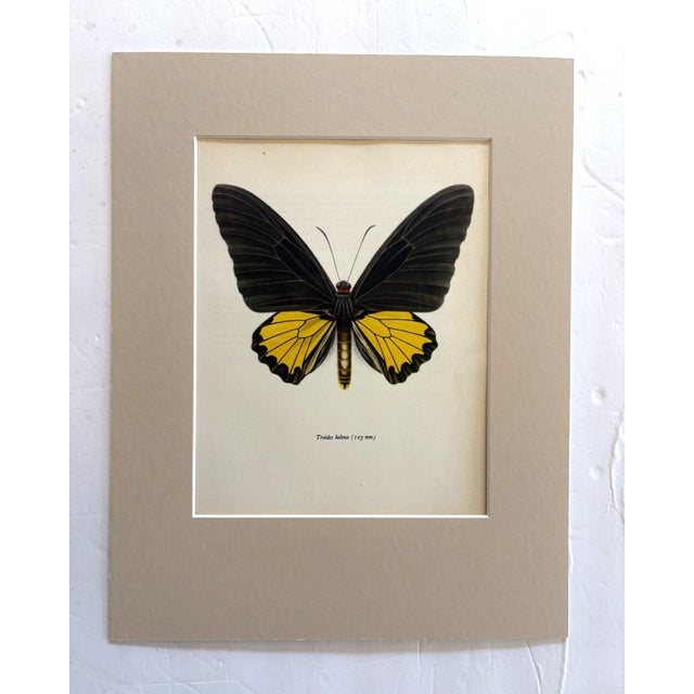 Realism Vintage 1965 Butterfly Print in 11x14 Mat: Troides Helena/Helna Birdwing (Linné) For Sale - Image 3 of 3