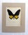 Realism Vintage 1965 Butterfly Print in 11x14 Mat: Troides Helena/Helna Birdwing (Linné) For Sale - Image 3 of 3