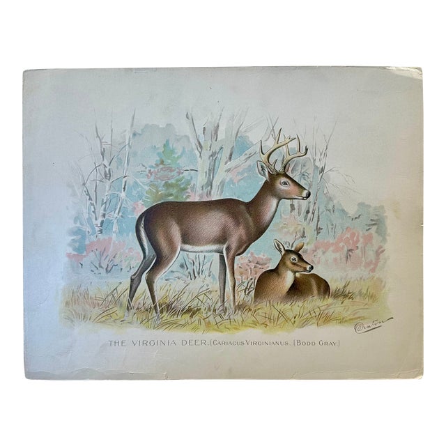 1901 Virginia Deer, Unframed For Sale