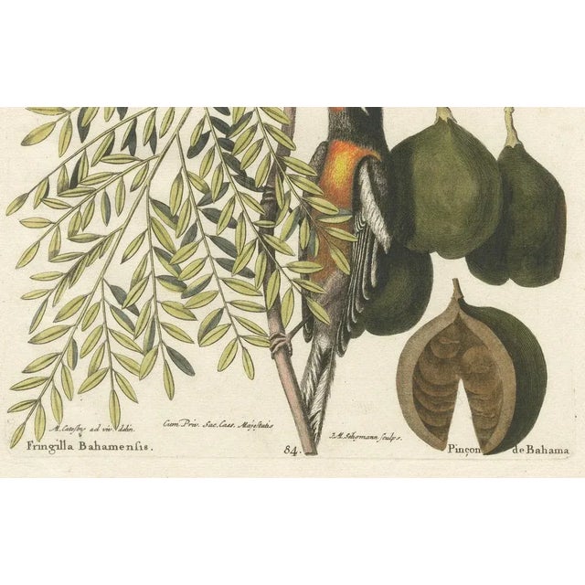 J.M. Seligmann, Bahama Finch, Hand-Colored Engraving, 18th Century For Sale - Image 4 of 6