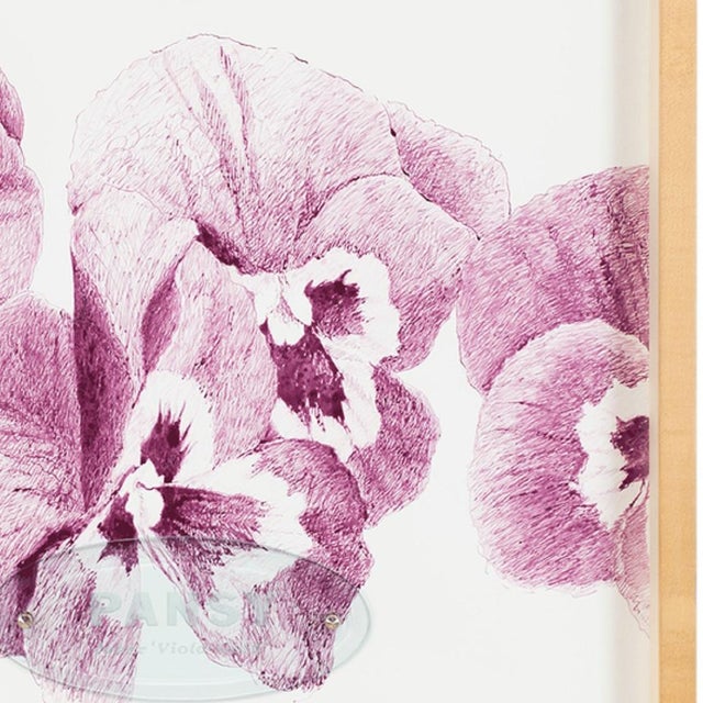 Ken Aptekar, the Name of the Flower: Pansy “Joker Viola-Gold” For Sale - Image 4 of 4