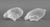 Lalique Crystal "Perdix" Sculptures, 4 For Sale - Image 14 of 15