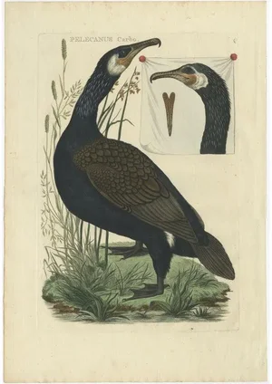 Sepp & Nozeman, Great Black Cormorant, 1770, Paper