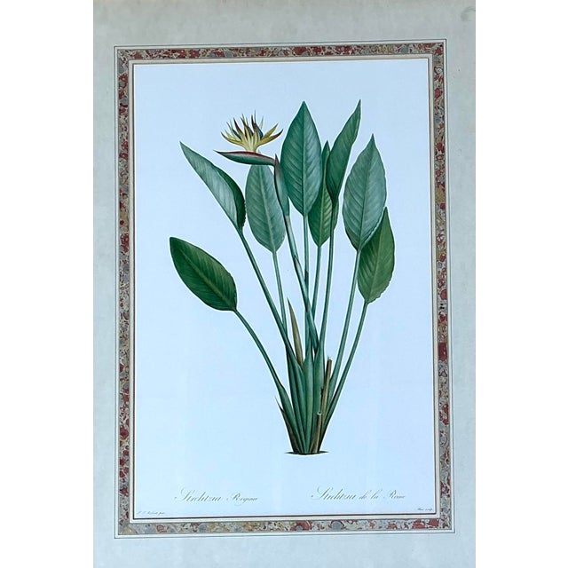 Vintage Ehret Botanical Prints - Set of 2 For Sale - Image 4 of 12