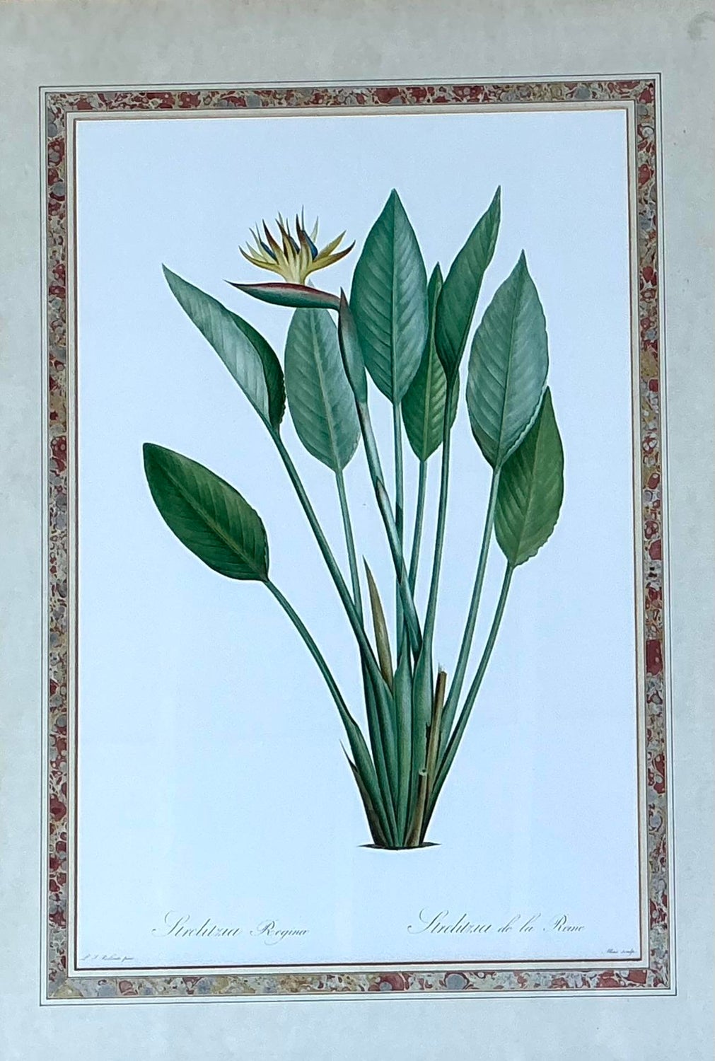 Vintage Ehret Botanical Prints - Set of 2 - Glass, 21W x 28.5H - Back view