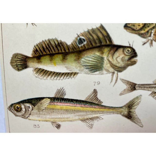 1900 - 1909 Antique Fish Print From England Featuring Catfish, Tompot, Shanny and Varieties of Blenny & Atherine Fish - Circa 1902 For Sale - Image 5 of 12