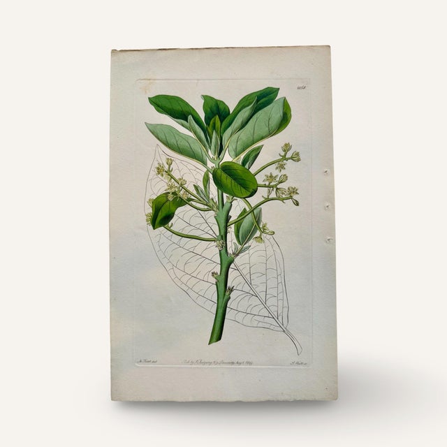 English Set of Three 19th Century Hand Colored Copper Plate Engravings of Blue, Yellow and Purple Flowers For Sale - Image 3 of 5