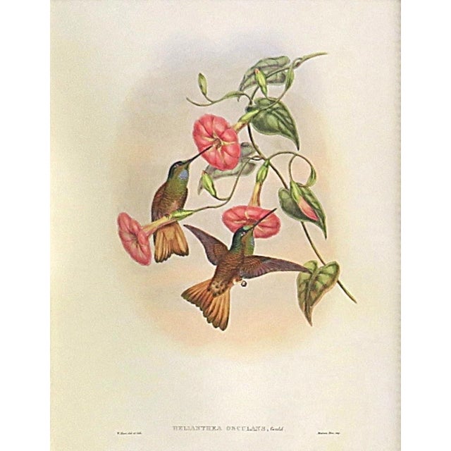 FREE SHIPPING ANYWHERE IN THE CONTINENTAL US! This is a set of John Gould Humming Bird full color lithographs. 1st edition...