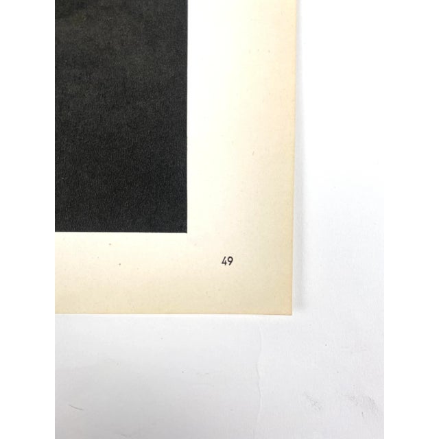 Vintage Botanical Blossfeldt Print - No. 49 For Sale - Image 4 of 5