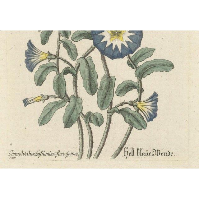Ehret, Botanical Engravings: Morning Glory and Virginian Honeysuckle, 1760, Paper For Sale - Image 10 of 11