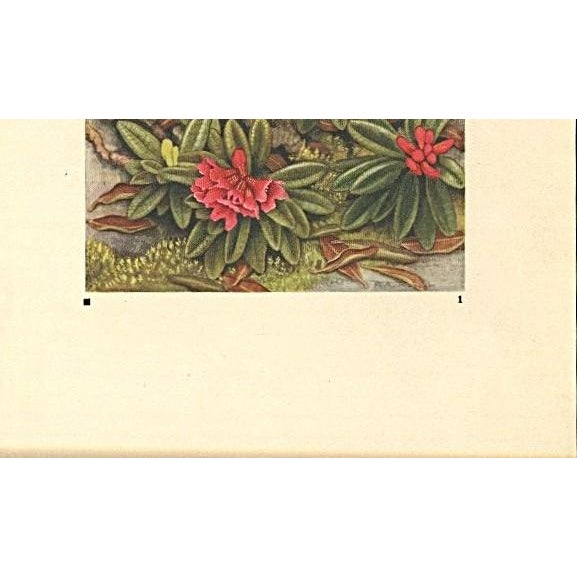 Contemporary 1945 Botanical Watercolor Lithograph-Rhododendron For Sale - Image 3 of 4