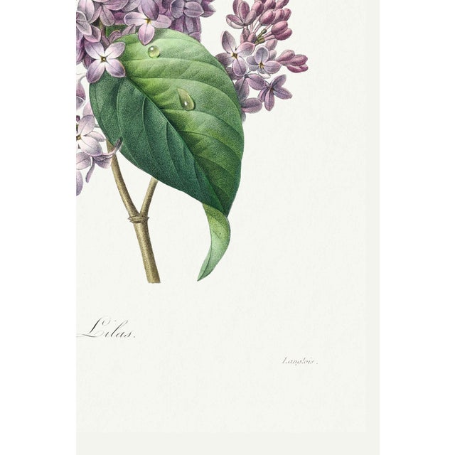 Lilac by Redouté, Vintage Botanical Art Print, 40" X 60" For Sale In Buffalo - Image 6 of 9