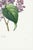 Lilac by Redouté, Vintage Botanical Art Print, 40" X 60" For Sale In Buffalo - Image 6 of 9