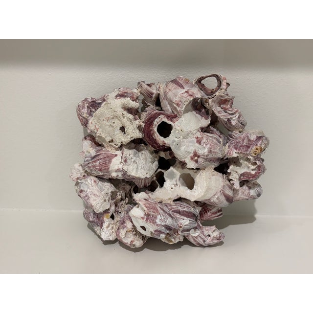 Large Natural Barnacle Cluster Specimen For Sale - Image 11 of 11