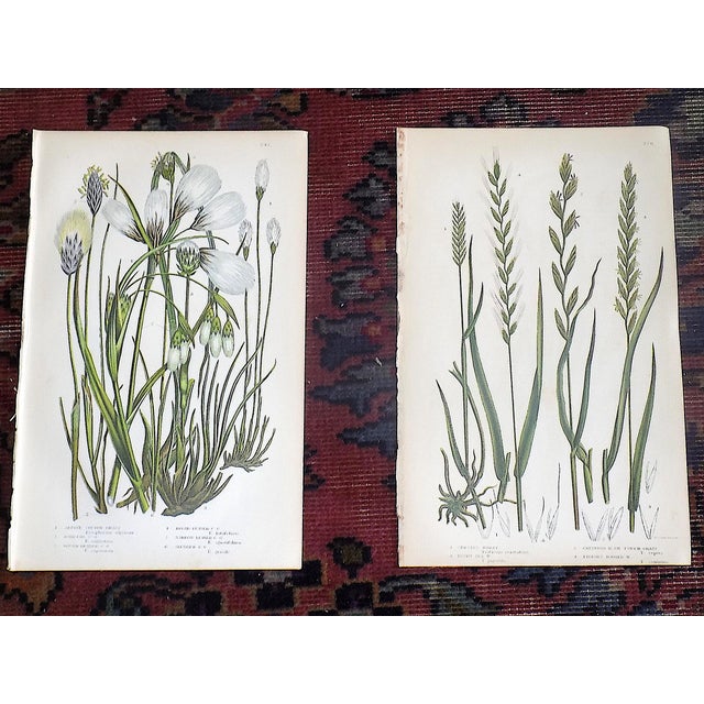 Late 19th Century Antique 19th Century Botanical Lithographs - Set of 12 For Sale - Image 5 of 10