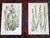 Late 19th Century Antique 19th Century Botanical Lithographs - Set of 12 For Sale - Image 5 of 10