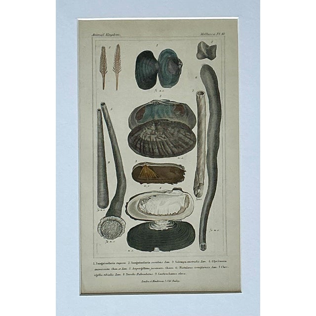 Vintage Undersea Specimen Print in Carved Wood Frame For Sale - Image 9 of 12