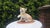 Vintage Porcelain Lion Figurine, 1960s For Sale - Image 9 of 10