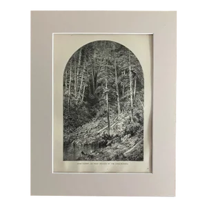 Antique 1874 Wood Engraving "Pine Forest of West Branch of the Susquehanna" PA