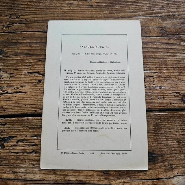 French Antique French Botanical Lithograph - Salsola by Henri Ernest Baillon For Sale - Image 3 of 4