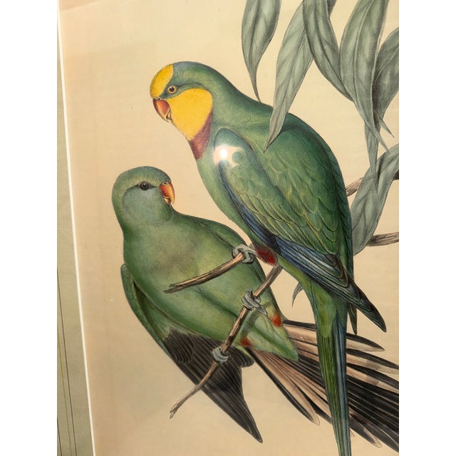 An exceptional original 19th-century hand-colored lithograph by renowned British ornithologist and publisher John Gould,...