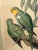 An exceptional original 19th-century hand-colored lithograph by renowned British ornithologist and publisher John Gould,...