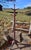 1900s Antique Hunzinger Mahogany Hat & Coat Rack Hall Tree For Sale - Image 14 of 15