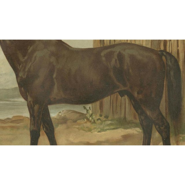 After Otto Eerelman, Australian Horse, 1898, Lithograph on Paper For Sale - Image 6 of 9