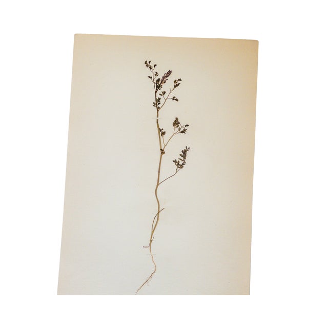 Rustic European Antique Swedish Herbarium - Earth Smoke, Circa 1908 For Sale - Image 3 of 5