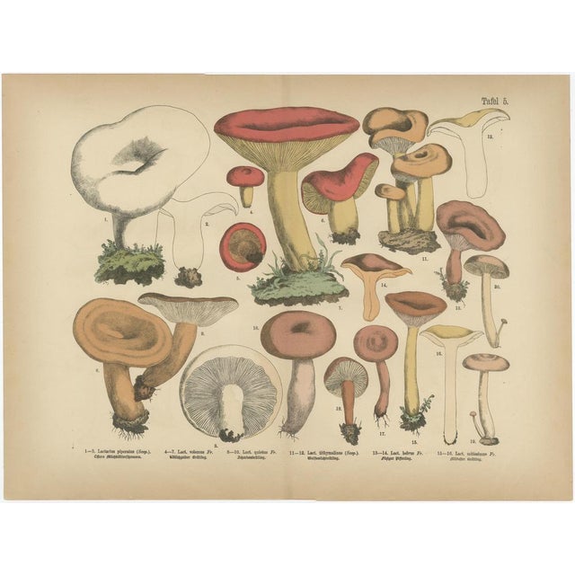 Fly Agaric and Chanterelle Mushrooms, 1885, Paper, Set of 3 For Sale - Image 3 of 10