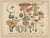 Fly Agaric and Chanterelle Mushrooms, 1885, Paper, Set of 3 For Sale - Image 3 of 10
