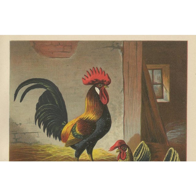 The regal partridge italian chicken a rare 19th century poultry lithograph this remarkable 19th century chromolithograph...